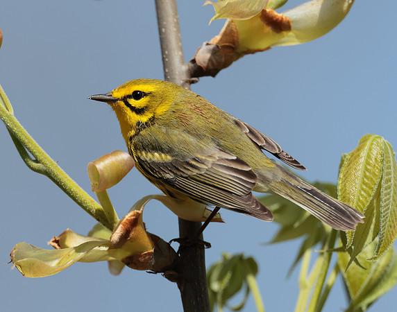 Prairie Warbler Setophaga discolor