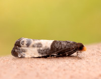 49.292 BF1174 Notocelia cynosbatella