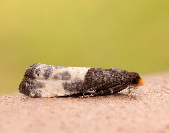 49.292 BF1174 Notocelia cynosbatella