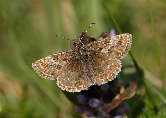 Dingy Skipper Erynnis tages