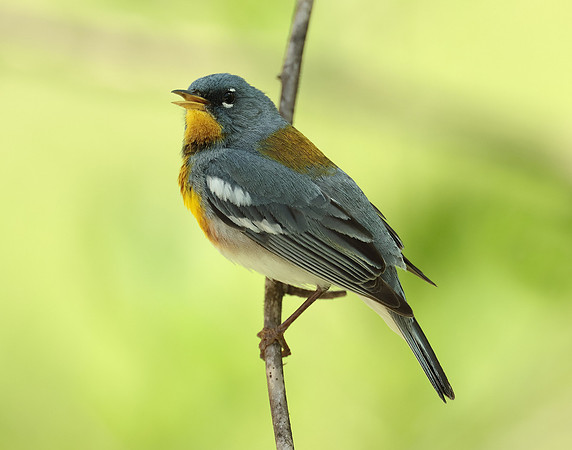 Northern Parula