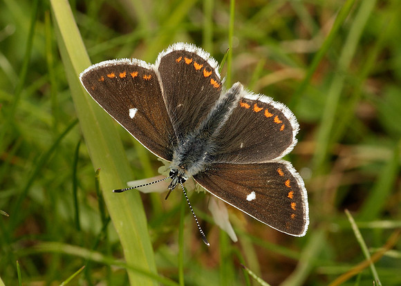 Northern Brown Argus Aricia artaxerxes artaxerxes