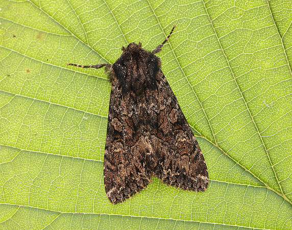 73.238 BF2250 Dark Brocade Mniotype adusta
