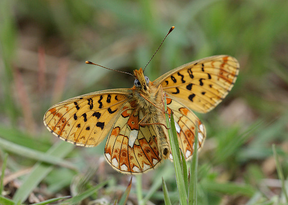 Pearl-Bordered Fritillary Boloria euphrosyne