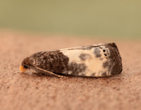 49.292 BF1174 Notocelia cynosbatella
