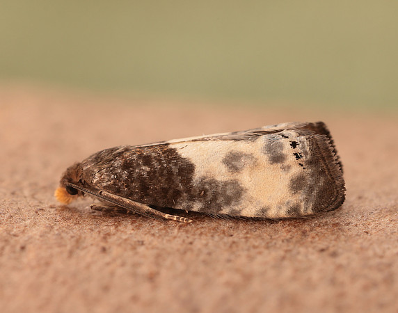 49.292 BF1174 Notocelia cynosbatella