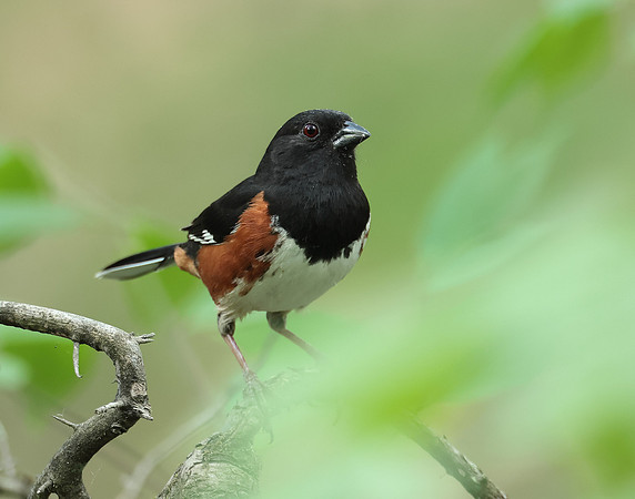 Eastern Towhee Pipilo erythrophthalmus