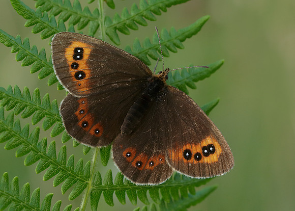 Scotch Argus Erebia aethiops