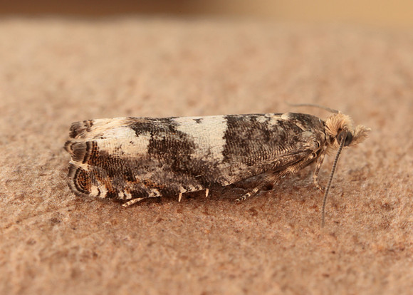 49.243 BF1135 Epinotia demarniana