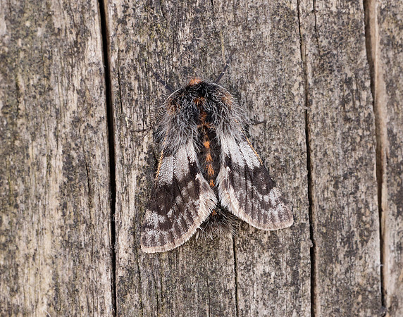 70.249 BF1929 Rannoch Brindled Beauty Lycia lapponaria