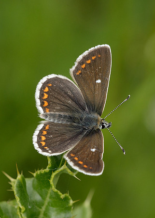 Northern Brown Argus Aricia artaxerxes artaxerxes