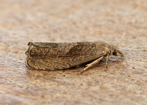 49.315 BF1281 Dichrorampha simpliciana