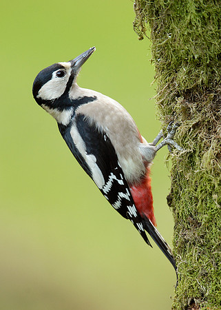 Great Spotted Woodpecker Dendrocopus major