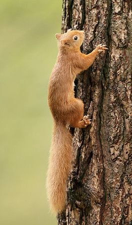 Red Squirrel Sciurus vulgaris