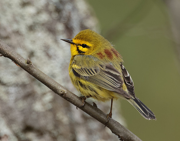 Prairie Warbler Setophaga discolor