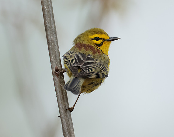 Prairie Warbler Setophaga discolor