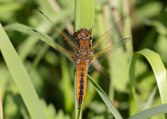 Scarce Chaser Libellula fulva