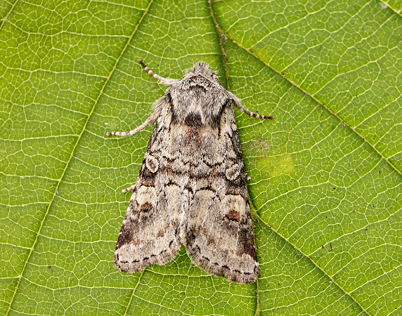 73.220 BF2225 Minor Shoulder-knot Brachylomia viminalis