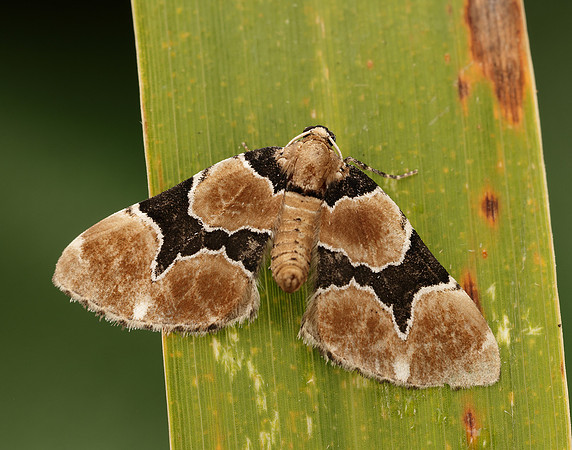 70.140 BF1810 Marsh Carpet Gagitodes sagittata