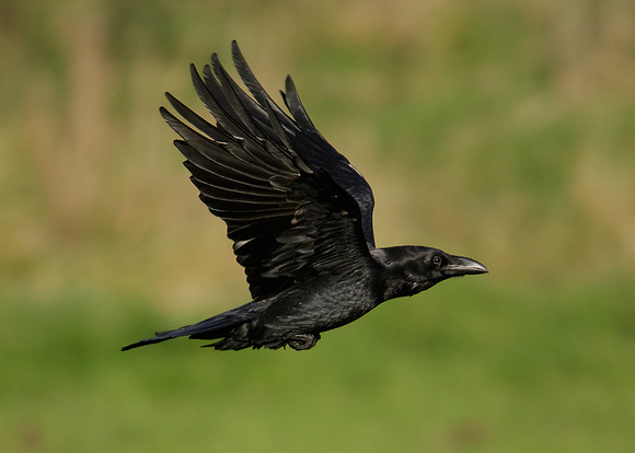 Raven Corvus corax