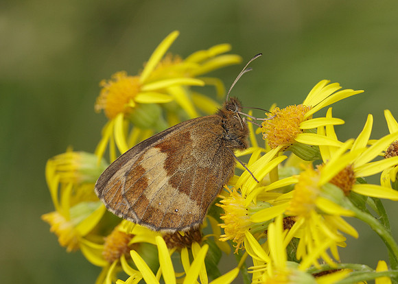 Scotch Argus Erebia aethiops