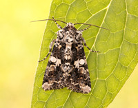73.283 BF2171 Marbled Coronet Hadena confusa
