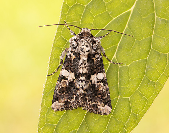 73.283 BF2171 Marbled Coronet Hadena confusa