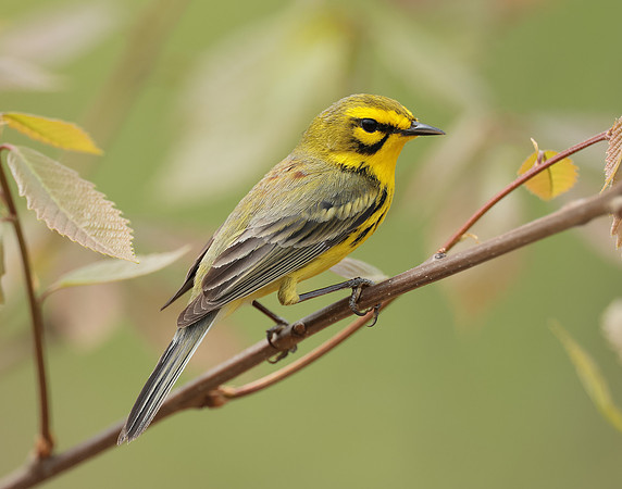 Prairie Warbler Setophaga discolor