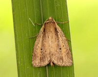 73.141 BF2371 Brown-veined Wainscot Archanara dissoluta