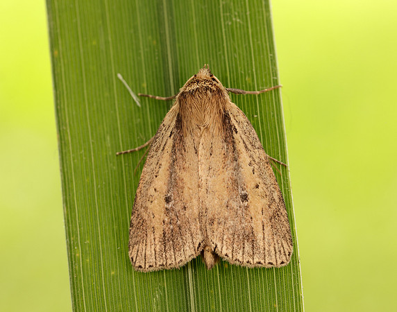 73.141 BF2371 Brown-veined Wainscot Archanara dissoluta