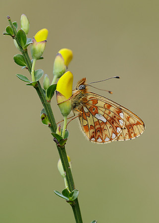 Pearl-Bordered Fritillary Boloria euphrosyne