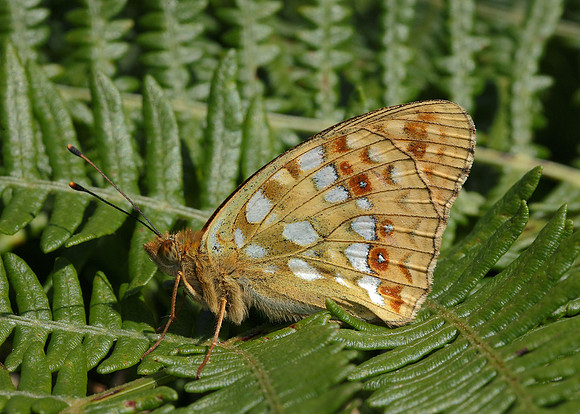 High Brown Fritillary Argynnis adippe