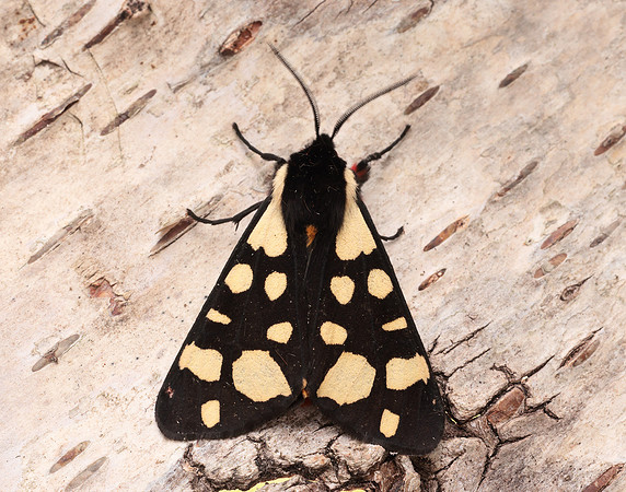72.027 BF2058 Cream-spot Tiger Arctia villica
