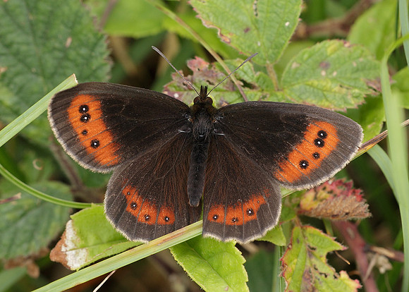 Scotch Argus Erebia aethiops