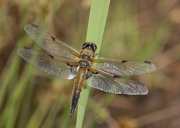 Four-spotted Chaser Libellula quadrimaculata