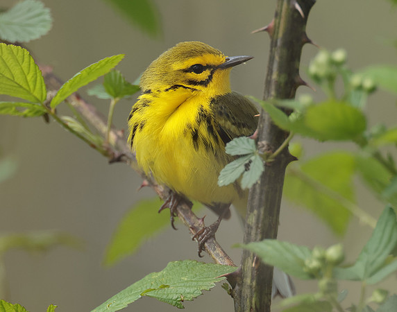Prairie Warbler Setophaga discolor