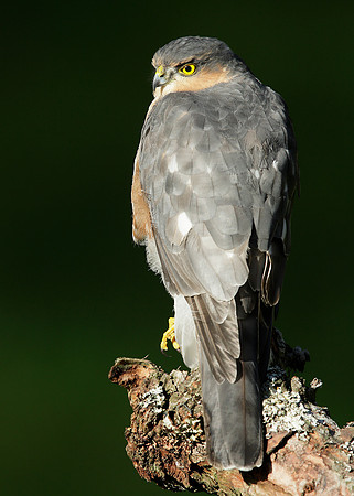 Sparrowhawk Accipiter nisus