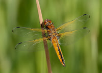 Scarce Chaser Libellula fulva