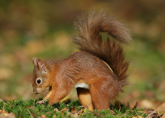 Red Squirrel Sciurus vulgaris