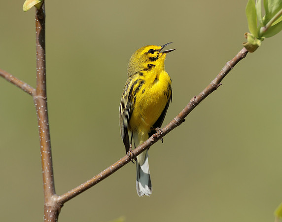 Prairie Warbler Setophaga discolor