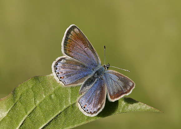 Common Blue Polyommatus icarus