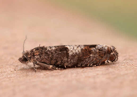 49.245 BF1137 Epinotia tetraquetrana