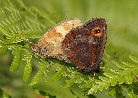 Scotch Argus Erebia aethiops