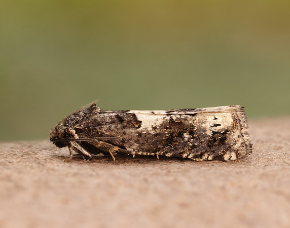 49.285 BF1184 Epiblema scutulana