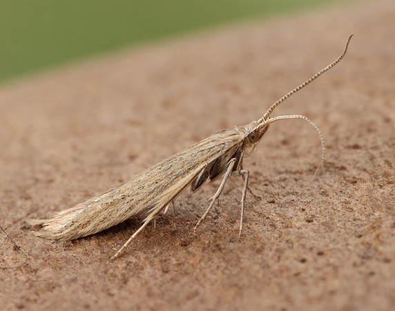 37.104 BF567 Coleophora adspersella