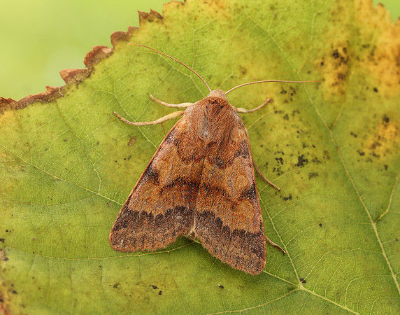 73.188 BF2265 Flounced Chestnut Agrochola helvola