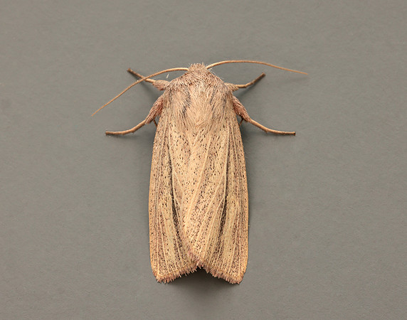 73.289 BF2196 Striped Wainscot Mythimna pudorina