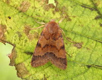 73.188 BF2265 Flounced Chestnut Agrochola helvola