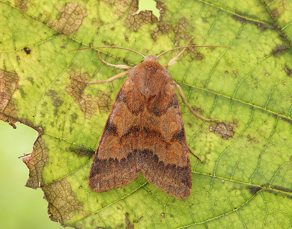 73.188 BF2265 Flounced Chestnut Agrochola helvola