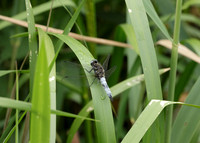Scarce Chaser Libellula fulva